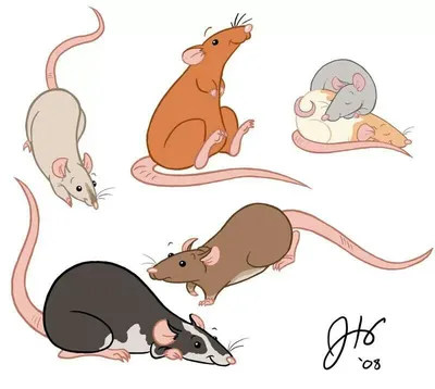 BB.lv: Почему крысы становятся хозяйками мегаполисов (ВИДЕО)