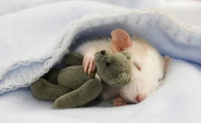 Милая крыса с трикотажным полотном, крупным планом :: Стоковая фотография  :: Pixel-Shot Studio