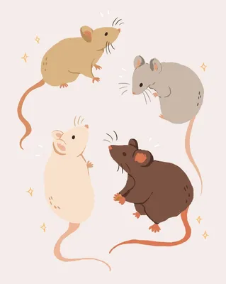 Милые крысы на заднем плане Мелкий грызун Стоковое Изображение -  изображение насчитывающей друг, отечественно: 162026501