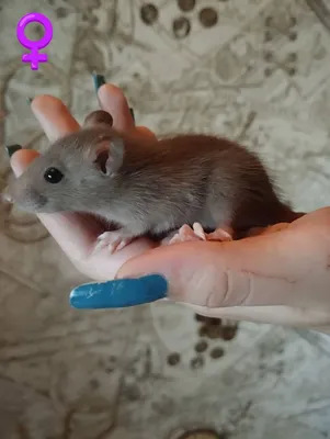 🐀 🐭🐁 2 милых белых очень толстых …» — создано в Шедевруме