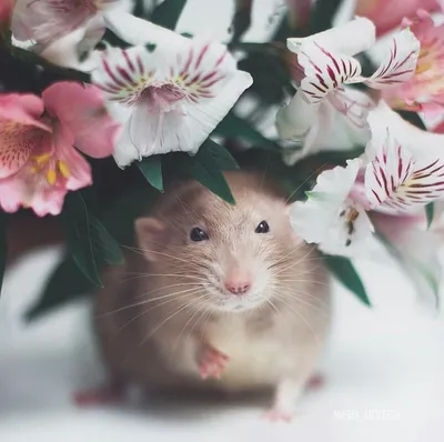 Крысы в корзине с цветами. Милая фотосессия Хельги и Флатти | О зверятах и  рыбках | Дзен