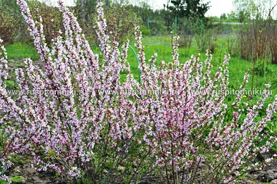 Миндаль низкий, степной, бобовник