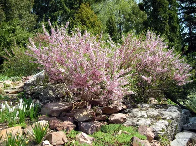 Фотогалерея - Розоцветные (Rosaceae) - Миндаль низкий, или Бобовник  (Amygdalus nana L.) - Природа Республики Мордовия