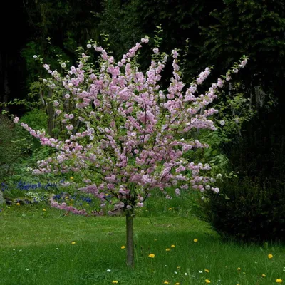 Семена Миндаля бобовника низкого (Prunus tenella) | AliExpress