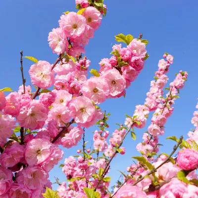 Фотогалерея - Розоцветные (Rosaceae) - Миндаль низкий, или Бобовник  (Amygdalus nana L.) - Природа Республики Мордовия