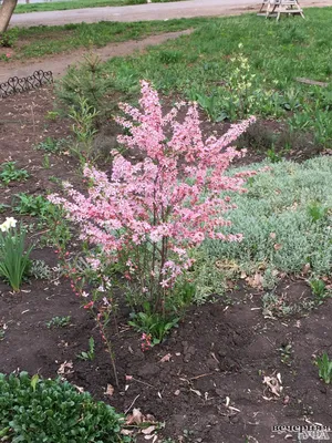 Миндаль декоративный - «Моя садовая \" сакура\"🌸🌸🌸 Миндаль  декоративный🌸🌸🌸Делюсь фотографиями цветения. ❤💯Божественный вид и  медовый аромат.» | отзывы