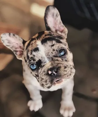 Mini Blue French Bulldog Puppy, via www.shrinkabull.com. | Bulldog, Animais  fofos, Animais