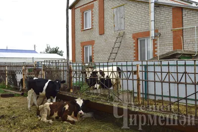 Cows eating in a farm | Cow, Farm, Livestock