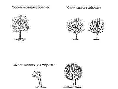 Врач хирург первой категории, пластический хирург.: Договорная ᐈ  Медицинские услуги | Бишкек | 67108934 ➤ lalafo.kg