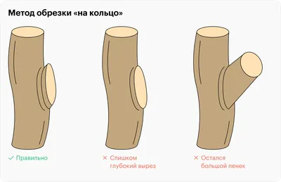 Обрезание у мужчин ᐈ Циркумцизия — Цена операции в Киеве