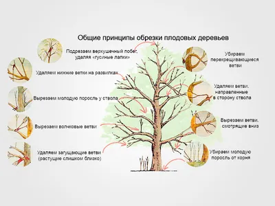 Частичное обрезание. Какой крем использовать для лидокаинового теста.  Ответы на вопросы. Часть 10. - YouTube