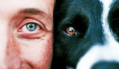 Мир глазами собак | Прикол.ру - приколы, картинки, фотки и розыгрыши!