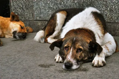 Самая старая собака в мире - титул получил пес по кличке Спайк, фото | РБК  Украина