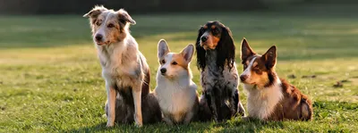 Какие цвета видят собаки? - | Блог зоомагазина Zootovary.com