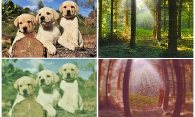 Как видят собаки: в каком цвете питомцы видят мир | CRAVE™