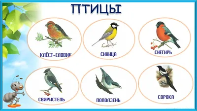 Сохраним мир птиц! | Эколог