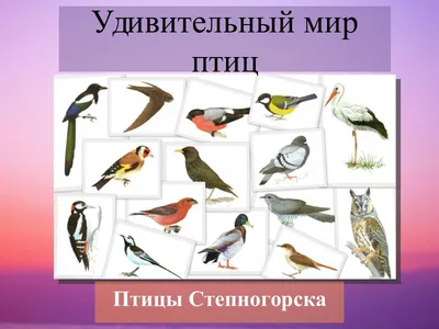 Мир птиц» — создано в Шедевруме