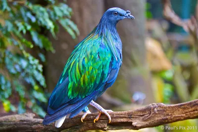 Шабла приглашает любителей природы в путешествие в мир птиц - Туризм