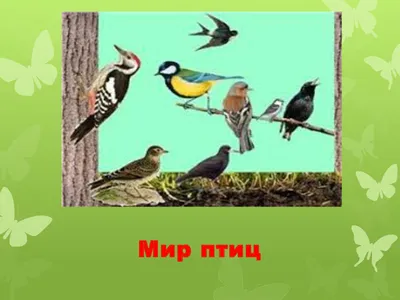 Мир птиц - Природный парк Олений