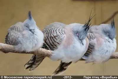 Удивительный мир птиц — МЦБ Каневского района