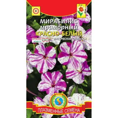 Мирабилис: посадка и уход в открытом грунте, выращивание из семян