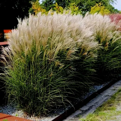 Мискантус китайский (miscanthus sinensis 'Adagio') - купить саженцы в  Минске и Беларуси