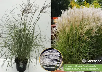 МИСКАНТУС КИТАЙСКИЙ сорт «Melapartus» — Miscanthus sinensis «Melapartus» —  Artgeo