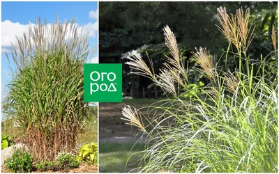 Мискантус китайский Морнинг Лайт (Miscanthus sinensis Morning Light) —  купите саженцы в контейнере в Краснодаре - Прекраснодар — садовый центр в  Краснодаре