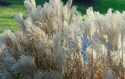 Купить мискантус китайский \"грациэлла\" (miscanthus sinensis 'graziella') с2  саженец с доставкой в Ростове-на-Дону и России