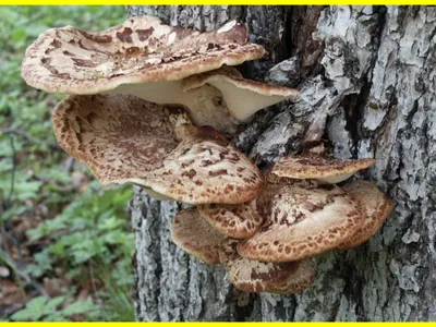 эко-концепция коричневый грибы куртка и сумка или кошелек из гриба мицелий  Стоковое Фото - изображение насчитывающей грибок, концепция: 219773822