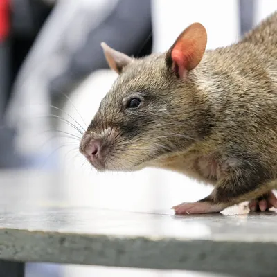 Крысы в Лабиринте, бесшовный узор, …» — создано в Шедевруме