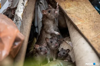 Правильное содержание декоративных крыс дома