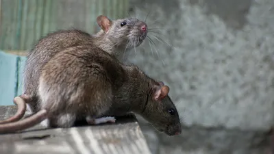 Декоративная крыса - «Не заводите домашнюю крысу пока не прочтете это.  Думали берём мохнатого друга, оказалось зашуганного зверька » | отзывы