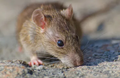 Волгоградцев предупредили о смертельно опасных крысах