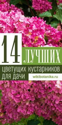 Купить саженцы декоративных растений в Москве, России с доставкой почтой |  интернет-магазин Беккер | Кустарники, Цветущие кустарники, Растения