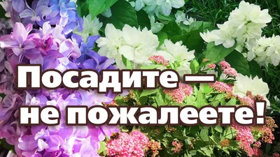 Огромное пышное облако из ажурных соцветий: совершенно неприхотливый  эффектный кустарник | GardenLife | Дзе… в 2023 г | Кустарники, Цветущие  кустарники, Многолетние растения