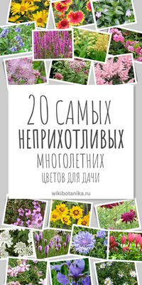 Посадил и забыл. 20 самых неприхотливых многолетних цветов для дачи |  Осенние цветники, Цветник план, Небольшие цветники