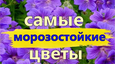 Низкорослые цветы для клумбы однолетние, двулетние и многолетние