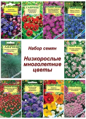 Примулы, Колокольчики многолетние Гавриш Многолетние цветы - купить по  выгодным ценам в интернет-магазине OZON (339639971)