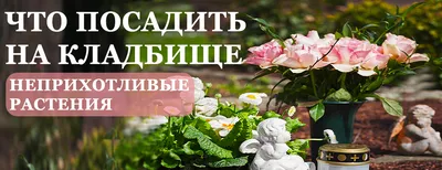 Многолетние цветы для бордюров, названия, фото – Agro-Market