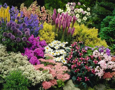 Многолетники, цветущие все лето – новости в блоге Садового Центра «Botanic  Market»