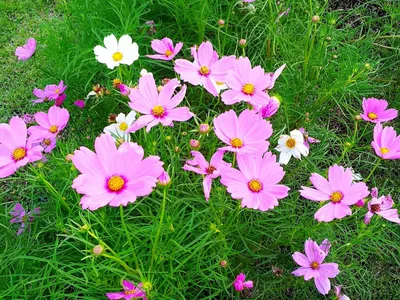 Многолетние цветы, которые будут цвести все лето 🌷 | Блог METRO