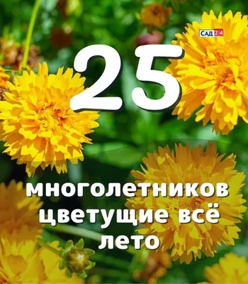 25 многолетников цветущие всё лето. Жёлтые, синие, пу� | Осенние цветники,  Летние растения, Естественный сад