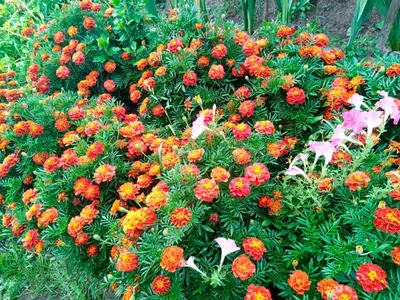 Многолетние цветы для бордюров, названия, фото – Agro-Market