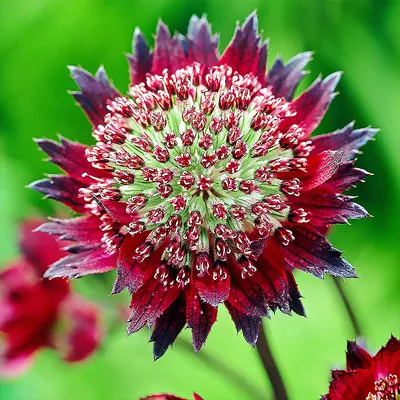 Цветы до поздней осени: 20 лучших растений для красочной осенней клумбы