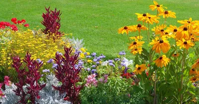25 многолетних цветов цветущие все лето в вашем саду или даче