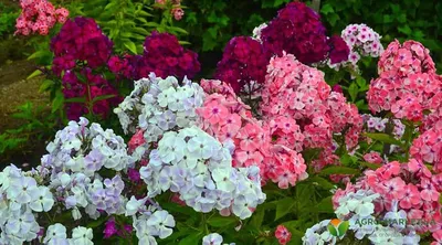 Неприхотливые многолетники цветущие все лето: названия + фото