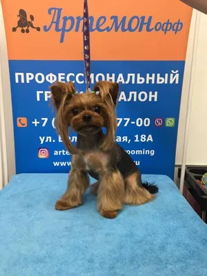 LuckyGroom - 🐶Первая стрижка йорка осуществляется на втором месяце его  жизни. В этом возрасте щенкам состригают шерстку на лапках, ушках и в  интимных местах, подравнивают волоски на мордочке и животике. Но такую