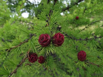 МОДРИНИ (Larix) - Сад-Город