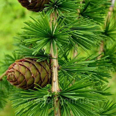 Larix decidua 'Repens' STAM, Лиственница европейская 'Репенс' Штамб